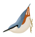 Chestnut-vented nuthatch (S. nagaensis)