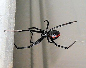 Latrodectus variolus