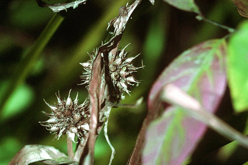 File:Sparganium americanum NRCS-1.jpg