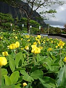 Arachis pintoi.