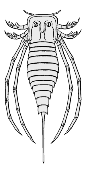 File:Stylonurella transparent.png