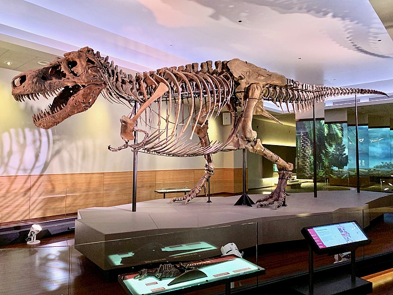 File:Trex Sue FMNH.jpg