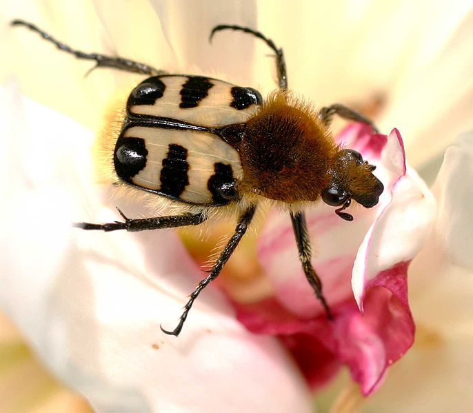 Файл:Trichius fasciatus01.jpg