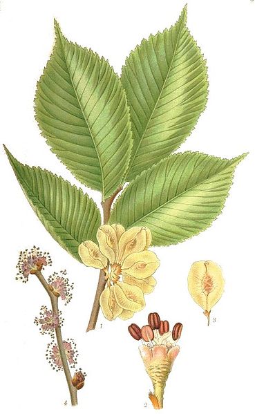 Archivo:Ulmus glabra nf.jpg