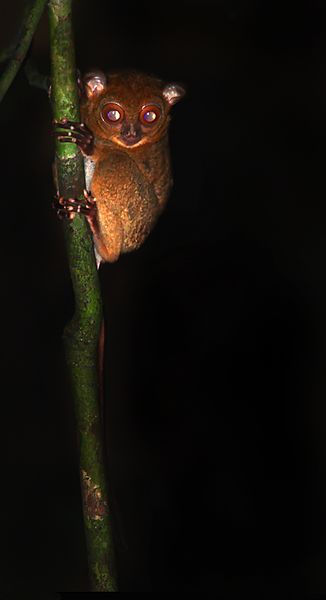 File:Western Tarsier.jpg