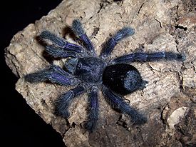 Самка Avicularia purpurea