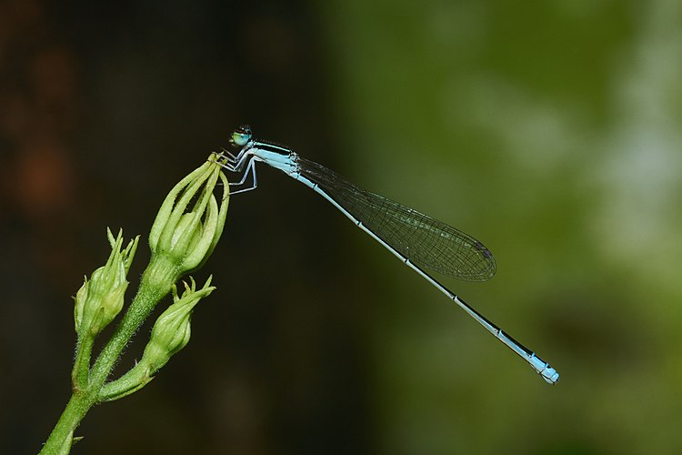 Стрекоза-стрелка Aciagrion occidentale[англ.]