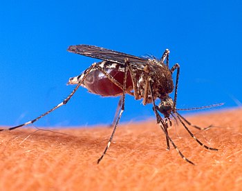 Aedes aegypti mosquito biting a human