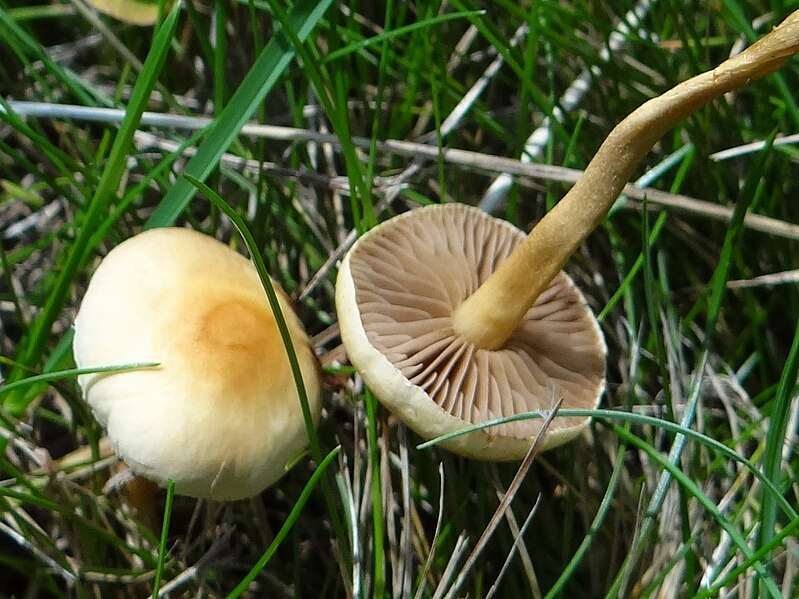 File:Agrocybe pediades B17 (2).jpg