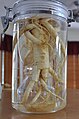 American ginseng in human figure