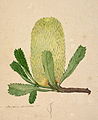 Banksia serrata [detail] by John Lewin. From a series of botanical illustrations by artist, C. 1803-1808.