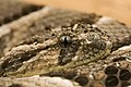 Keeled scales on Bitis arietans