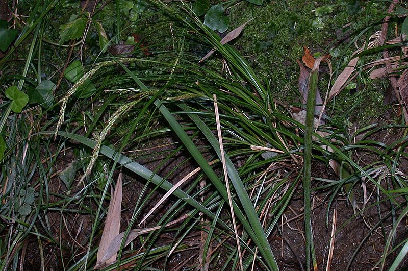 File:Carex teinogyna husanakirisg01.jpg