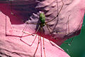 Cellar spider in Oxfordshire