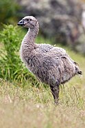 Juvenile, Maria Island