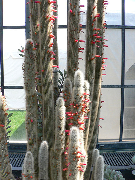 File:Cleistocactus strausii1.jpg