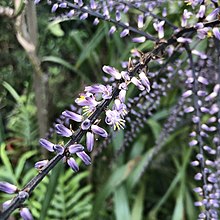 Narrow-leaved palm lily (Cordyline stricta) also known as the Slender Palm Lily