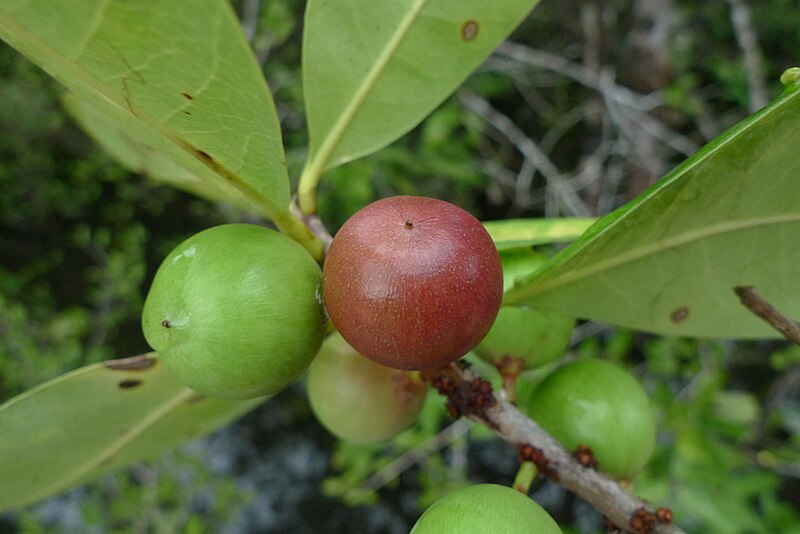 File:Elaeoluma 02.jpg