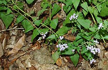 Fleischmannia incarnata Arkansas 2011.jpg