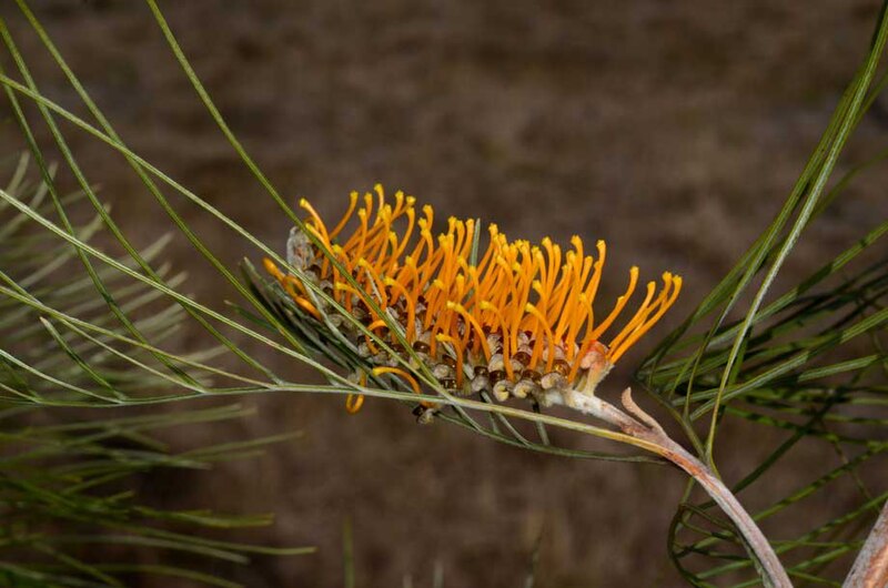 File:Grevillea pteridifolia.jpg