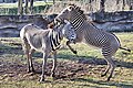 Grevy's zebras