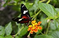 Image 29The Heliconius doris butterfly (from Wildlife of Costa Rica)