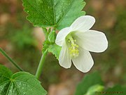 草木槿 Hibiscus lobatus