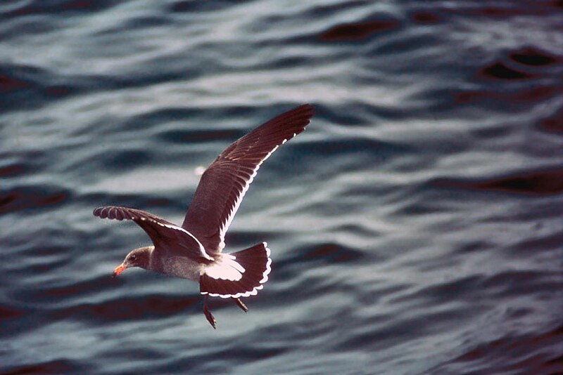 File:Larus heermanni USFWS.jpg