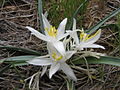 Miniatura para Leucocrinum montanum