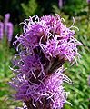 Liatris spicata