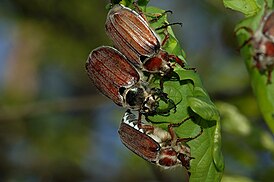 Melolontha hippocastani