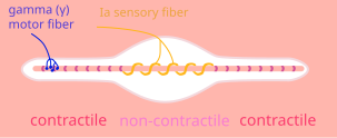 File:MuscleSpindle.svg