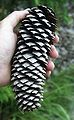 Pinaceae: cone of a Norway Spruce (Picea abies)