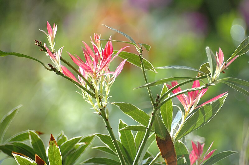 Файл:Pieris japonica 2008-04-29 (18).jpg