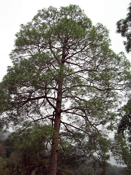 File:Pinus roxburghii tree.jpg