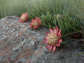 Цветущая Protea parvula