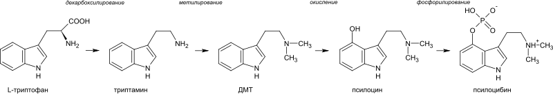 Файл:Psilocybin biosynthesis ru.svg