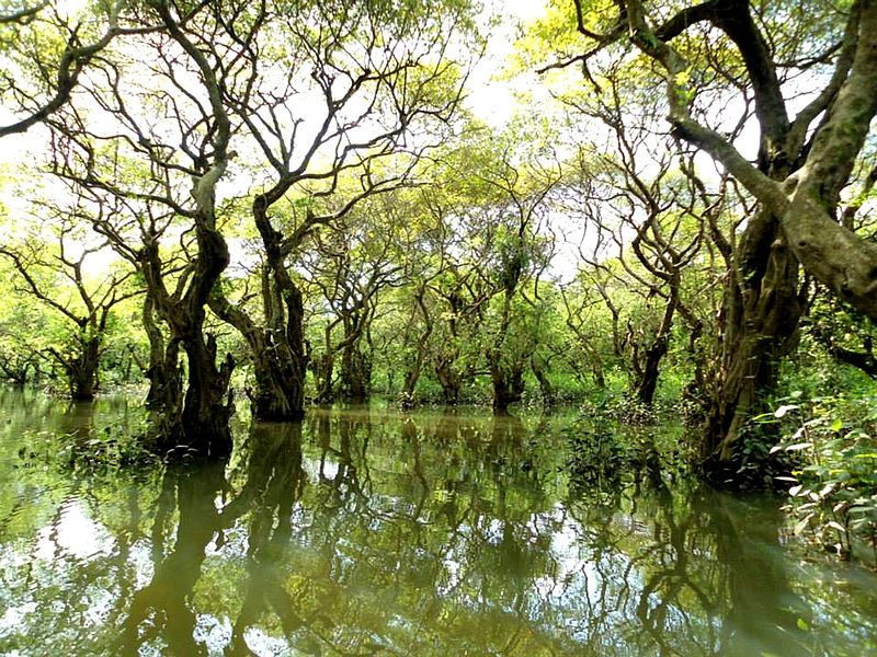 File:Ratargul Swamp Forest.jpg