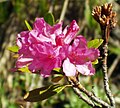 rusty-leaved Alpenrose (Rhododendron ferrugineum)