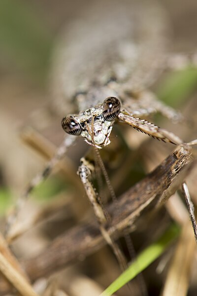 Archivo:Theopompa ophthalmica (46461083682).jpg