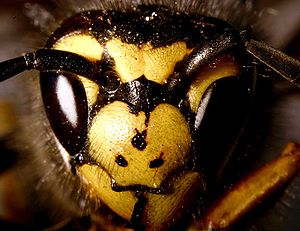 German wasp (Vespula germanica) from Entomart