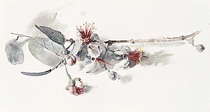 Wendy Artin, Pineapple Guava branch, 2020