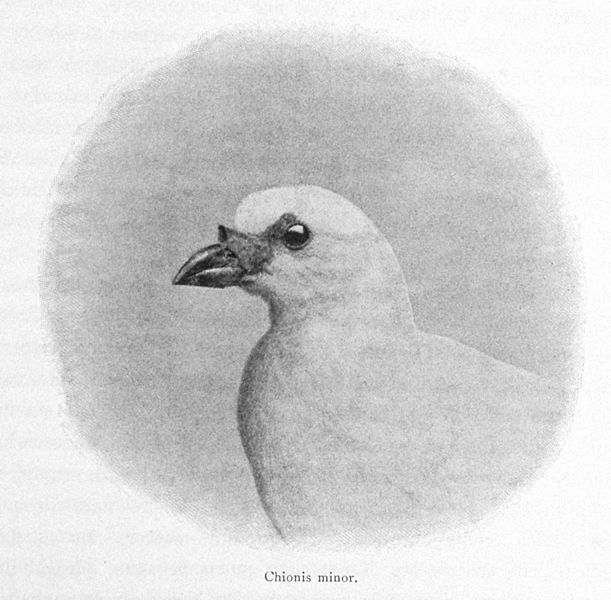 File:Black faced sheathbill.jpg