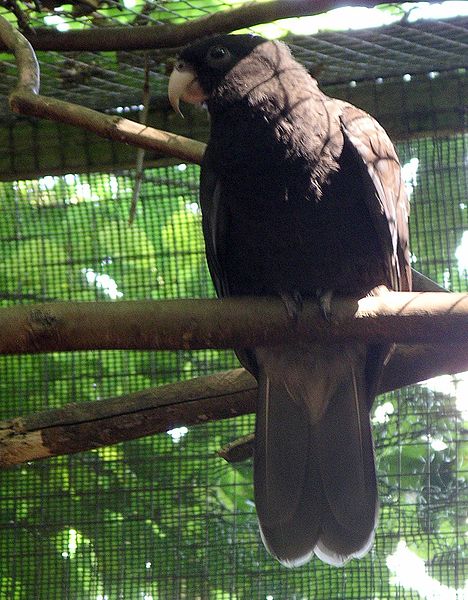 File:Black parrot-2 31l07.JPG