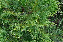 Calocedrus macrolepis kz1.jpg