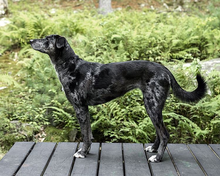 File:CatahoulaCurBlueMerle.jpg