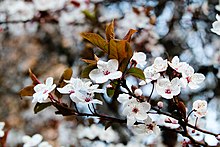 Cherry blossoms in Seattle