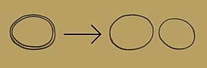 Paranemic circular strands