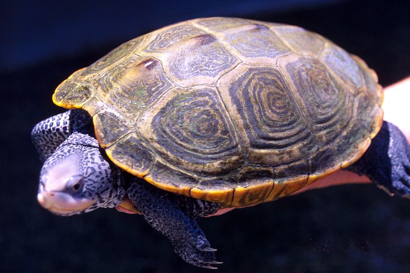 File:Diamondback turtle adult female.jpg