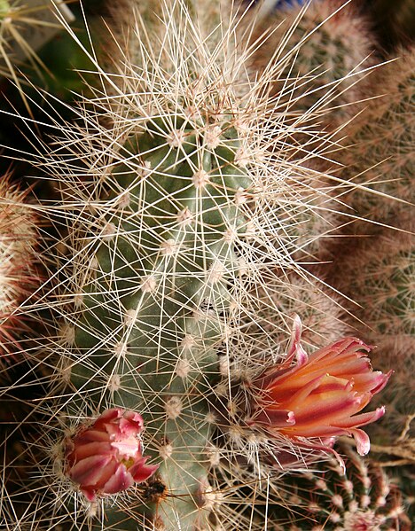 File:Echinocereus mapimiensis 01.jpg